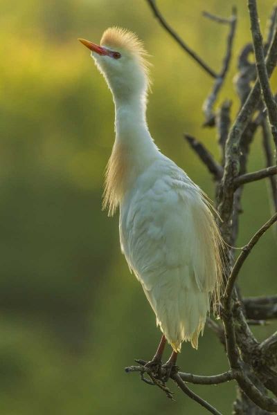 Florida Cattle egret in breeding plumage